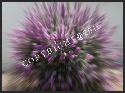 I1707 Purple Sage Purple Sage